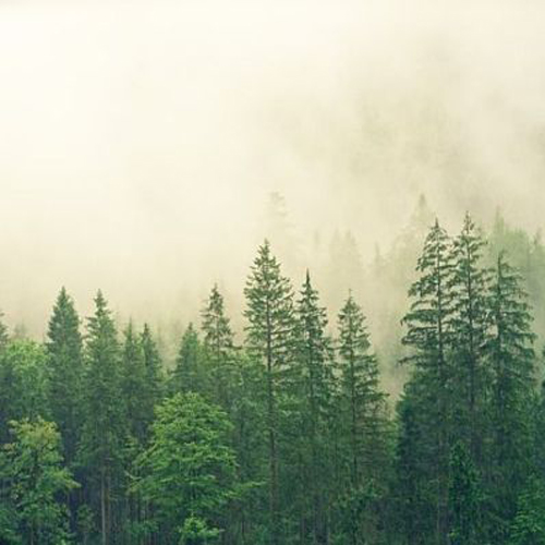 sonidos de la naturaleza en el bosque